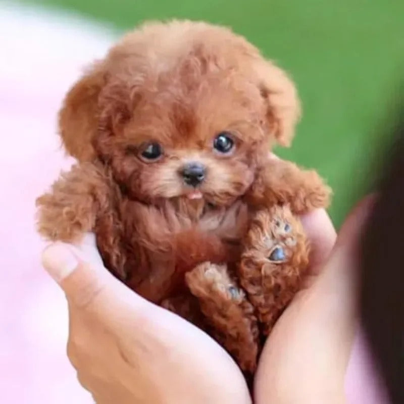 Robot Köpek Oyuncağı