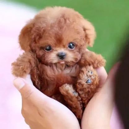 Robot Köpek Oyuncağı